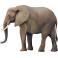 Sticker éléphant d'Afrique réaliste