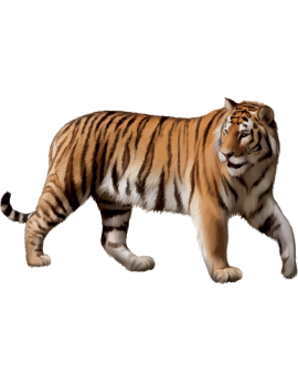Sticker tigre d'Afrique réaliste