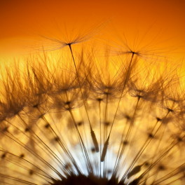 Tableau Fleur Pissenlit