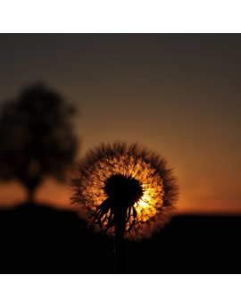 Tableau Fleur Pissenlit