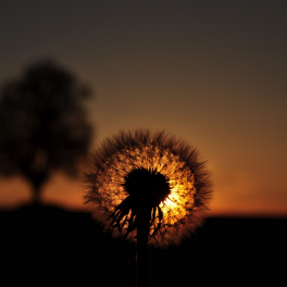 Tableau Fleur Pissenlit