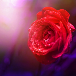 Tableau Fleur Rose