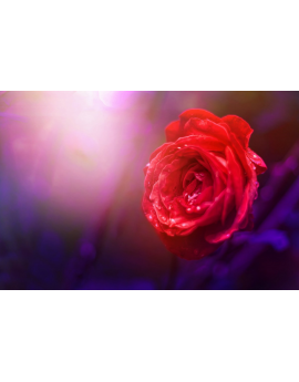 Tableau fleur Rose