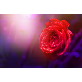 Tableau fleur Rose