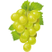 Sticker grappe de raisins verts