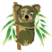 Stickers koala sur branche 