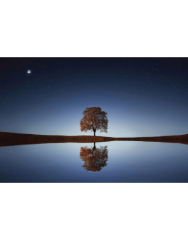 Poster arbre qui reflète sur l'eau