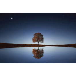 Poster arbre qui reflète sur l'eau