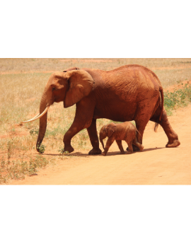 Poster éléphants