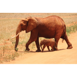 Poster éléphants