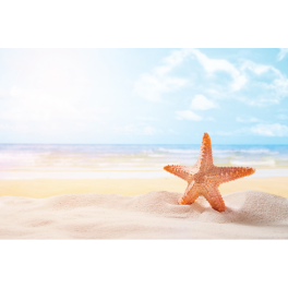 Poster étoile de mer sur le sable