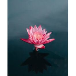Poster fleur de lotus sur l'eau