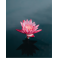 Poster fleur de lotus sur l'eau