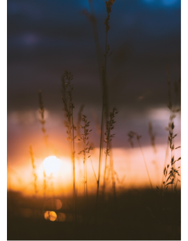 Poster herbes devant un coucher de soleil