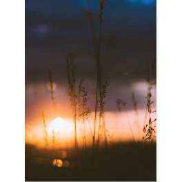 Poster herbes devant un coucher de soleil