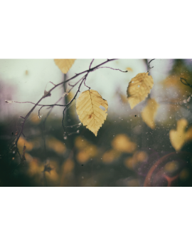 Poster branche sous la pluie