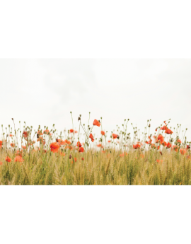 Poster champ de coquelicot