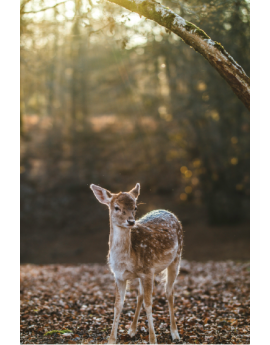 Poster biche