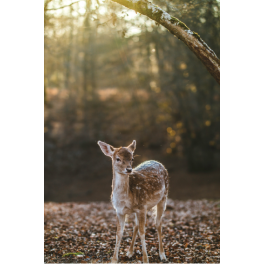 Poster biche