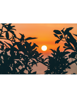 Poster feuille devant un coucher de soleil