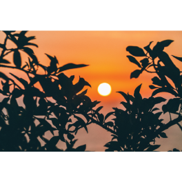 Poster feuille devant un coucher de soleil