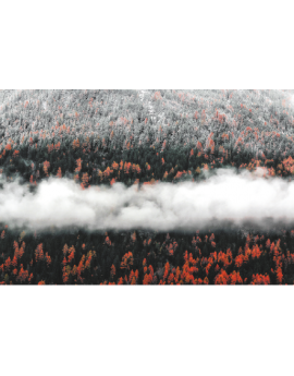 Poster forêt vu du ciel