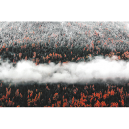 Poster forêt vu du ciel