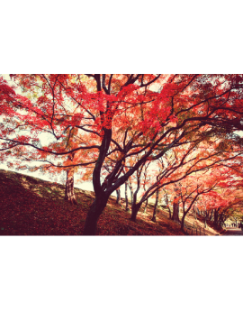 Poster arbre en automne 