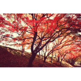 Poster arbre en automne 