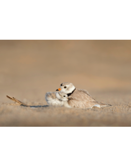 Poster petits oiseaux