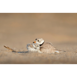 Poster petits oiseaux