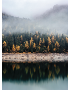 Poster forêt au bord d'un lac