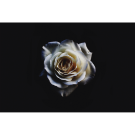 Poster rose blanche sur fond noir