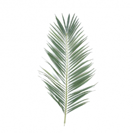 Poster feuille de palmier