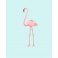 Poster flamant rose