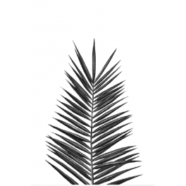 Poster feuille de palmier noir et blanc