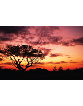 Poster arbre et couché de soleil