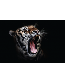 Poster tigre