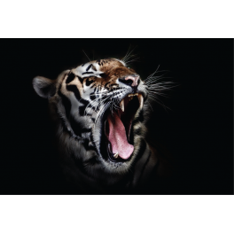 Poster tigre