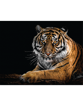 Poster tigre