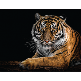 Poster tigre