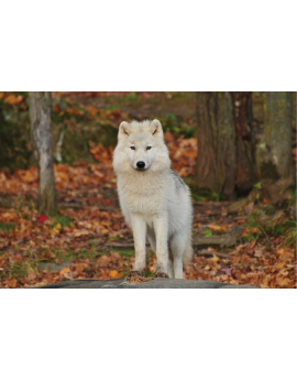 Poster loup blanc