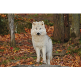 Poster loup blanc